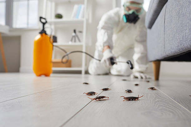 Post-Treatment Bed Bug Interceptor Monitoring in Arlington